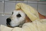 SECHAGE - GOLDEN RETRIEVER 018